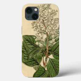 Arbutus Menziesii i iPhone Case