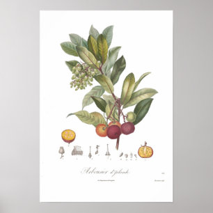 Arbutus unedo-Stawberry Poster