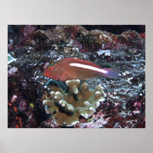 Arc Eye Hawkfish Poster (Vorne)