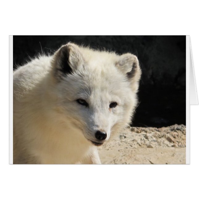 Arch (Vorderseite (Horizontal))