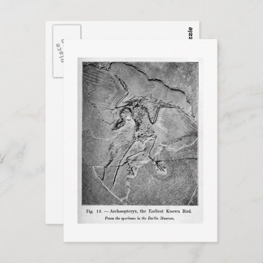 Archaeopteryx Art Postkarte (Vorne/Hinten)