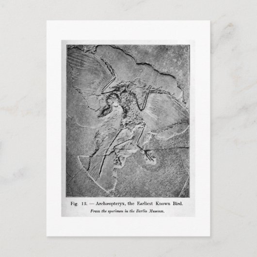 Archaeopteryx Art Postkarte (Vorderseite)