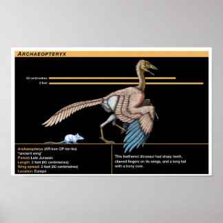 Archaeopteryx - Biologie der Jurassic-Dinosaurier Poster
