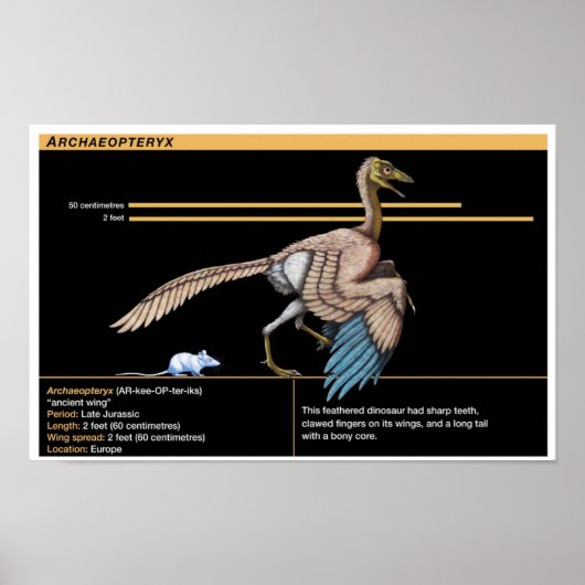 Archaeopteryx - Jurassic Dinosaur Biology Poster (Vorne)