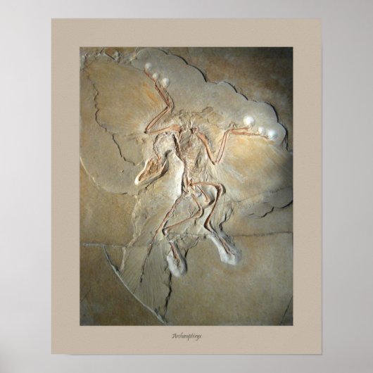 Archaeopteryx Poster (Vorne)