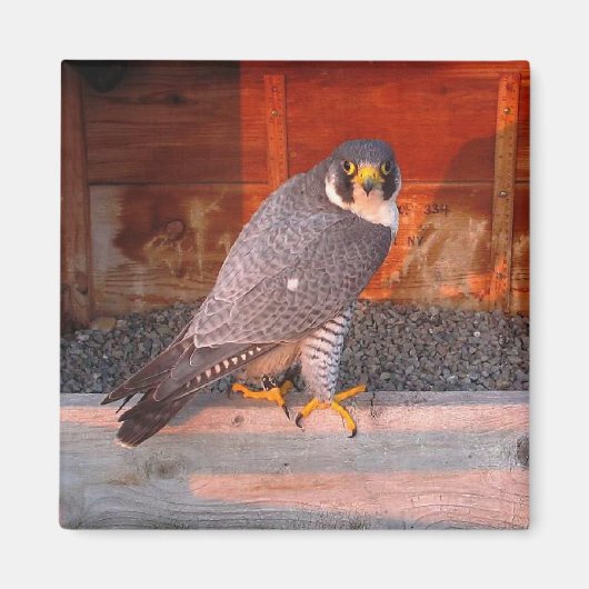 Archer Magnet (Vorne)