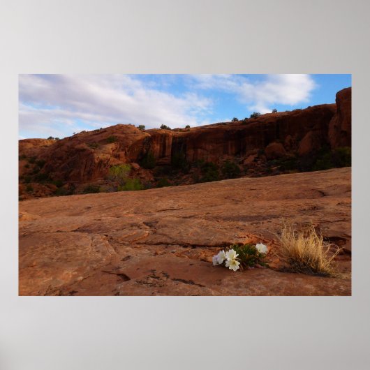 Arches Slickrock und Abend Primrose Landschaft Poster (Vorne)