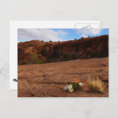 Arches Slickrock und Abend Primrose Landschaft Postkarte (Vorne/Hinten)