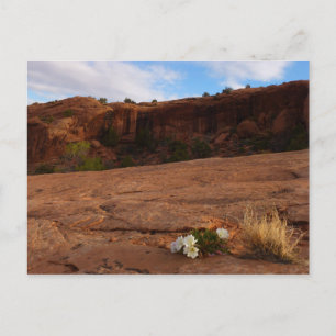 Arches Slickrock und Abendprimel-Landschaft Postkarte