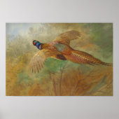 Archibald Thorburn Flying pheasant CC0087 Poster (Vorne)