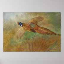 Archibald Thorburn Flying pheasant CC0087