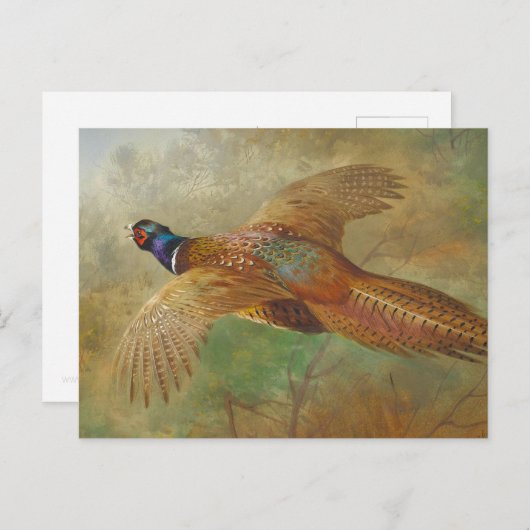 Archibald Thorburn Flying pheasant CC0583 Postkarte (Vorne/Hinten)
