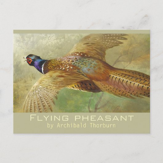 Archibald Thorburn Flying Pheasant CC0679 Postcard Postkarte (Vorderseite)