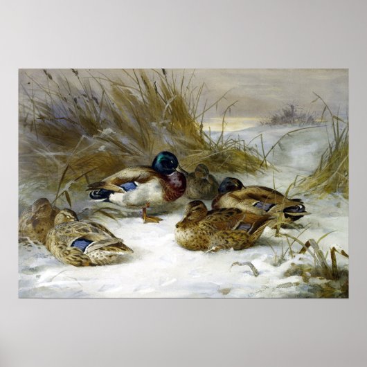 Archibald Thorburn Winter Landschaft mit Mallard Poster (Vorne)
