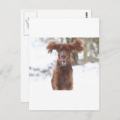 Archie II Postkarte (Vorne/Hinten)