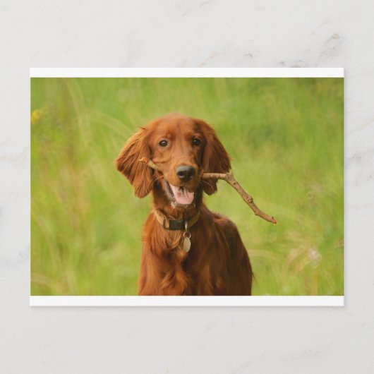 Archie Postkarte (Vorderseite)