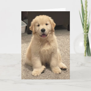 Archie's Adventures Birthday Card Dankeskarte