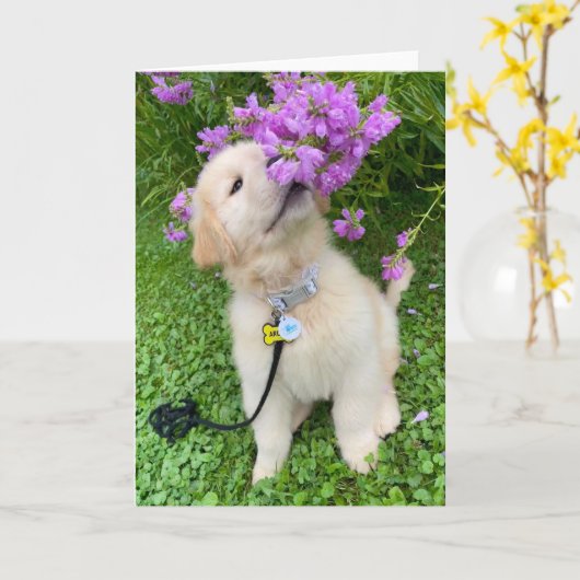 Archie's Adventures Blank Gretting Card 5 Karte (Gelbe Blume)