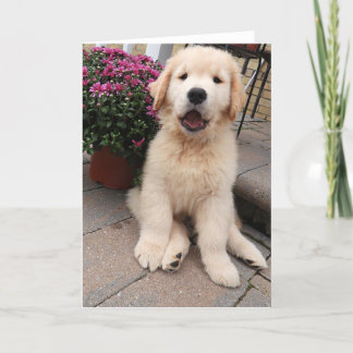 Archie's Adventures Blank Gretting Card 5 Karte