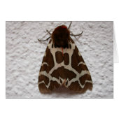 Arctia caja (Vorderseite (Horizontal))