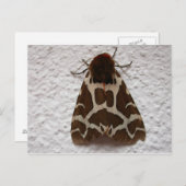 Arctia caja postkarte (Vorne/Hinten)