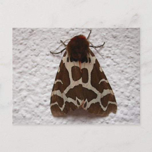 Arctia caja postkarte (Vorderseite)