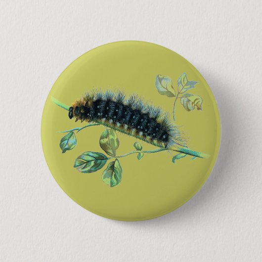 Arctia Caja Raupe Button (Vorderseite)