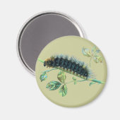 Arctia Caja Raupe Magnet (Vorderseite/Rückseite)