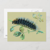 Arctia Caja Raupe Postkarte (Vorne/Hinten)