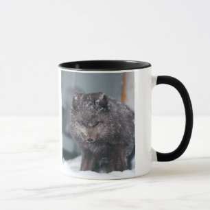 Arctic Alaska Blue Phase Winter Fox Foto entwickel Tasse