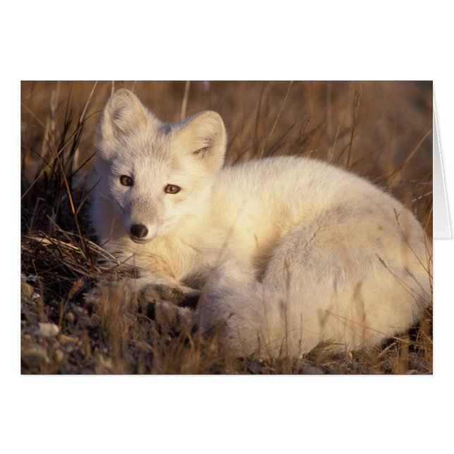 Arctic fox, Alopex lagopus (Vorderseite (Horizontal))