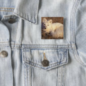 Arctic fox, Alopex lagopus Button (Beispiel)