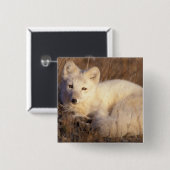 Arctic fox, Alopex lagopus Button (Vorne & Hinten)