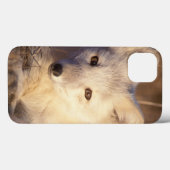 Arctic fox, Alopex lagopus Case-Mate iPhone Hülle (Rückseite (Horizontal))
