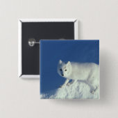 Arctic fox Alopex lagopus) Ein arctic fox Button (Vorne & Hinten)