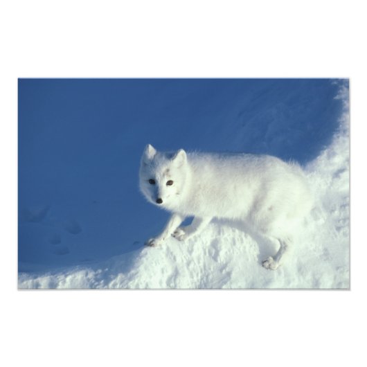 Arctic fox Alopex lagopus) Ein arctic fox Fotodruck (Vorne)