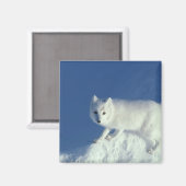 Arctic fox Alopex lagopus) Ein arctic fox Magnet (Vorderseite/Rückseite)