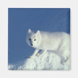 Arctic fox Alopex lagopus) Ein arctic fox Magnet