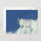 Arctic fox Alopex lagopus) Ein arctic fox Postkarte (Vorne/Hinten)