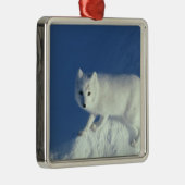 Arctic fox Alopex lagopus) Ein arctic fox Silbernes Ornament (Rechts)