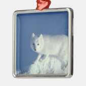 Arctic fox Alopex lagopus) Ein arctic fox Silbernes Ornament (Links)