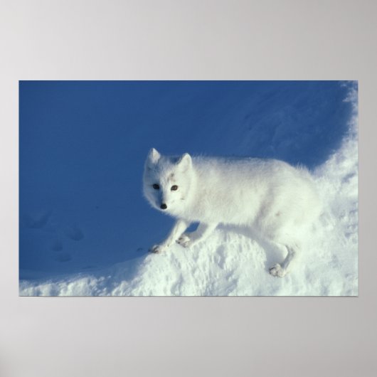 Arctic fox Alopex lagopus) Ein arktischer Fuchs in Poster (Vorne)