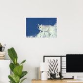 Arctic fox Alopex lagopus) Ein arktischer Fuchs in Poster (Heimbüro)