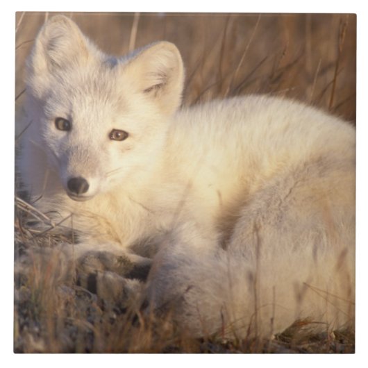 Arctic fox, Alopex lagopus Fliese (Vorderseite)