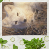 Arctic fox, Alopex lagopus Geschirrtuch (Gefaltet)