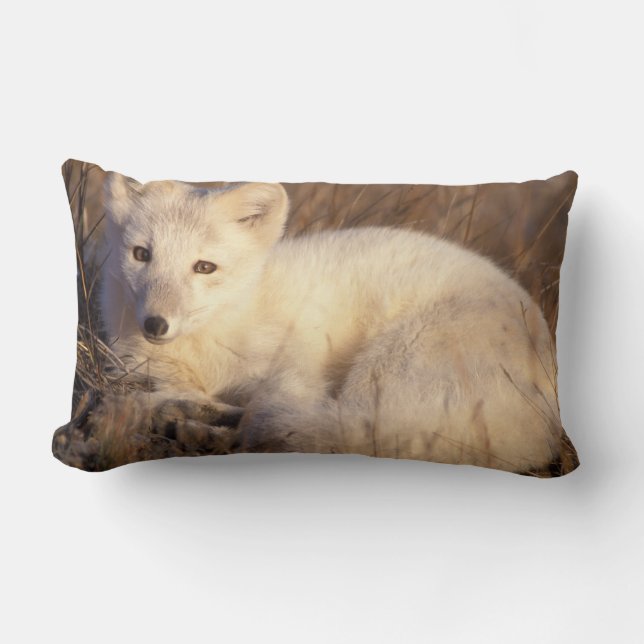 Arctic fox, Alopex lagopus Lendenkissen (Vorderseite)