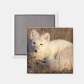 Arctic fox, Alopex lagopus Magnet (Vorderseite/Rückseite)