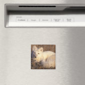 Arctic fox, Alopex lagopus Magnet (In Situ (Geschirrspüler))