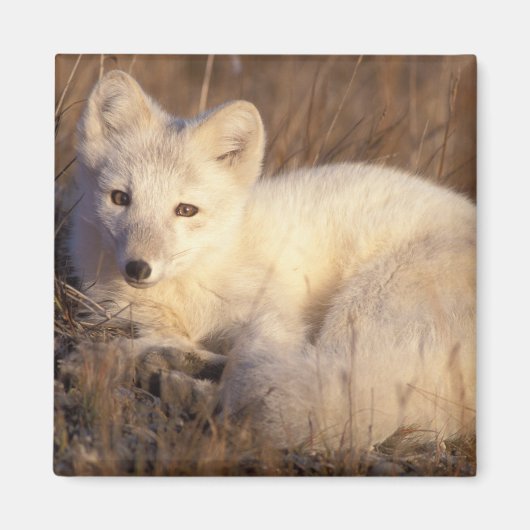 Arctic fox, Alopex lagopus Magnet (Vorne)