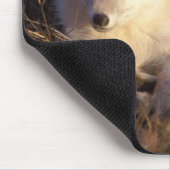 Arctic fox, Alopex lagopus Mousepad (Ecke)